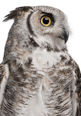 Great Horned Owl, Bubo Virginianus Subarcticus,