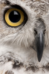 Close-up of Great Horned Owl, Bubo Virginianus Subarcticus