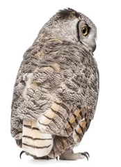 Papier Peint photo autocollant Hibou Rear view of Great Horned Owl, Bubo Virginianus Subarcticus