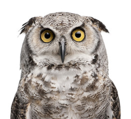 Naklejka premium Great Horned Owl, Bubo Virginianus Subarcticus