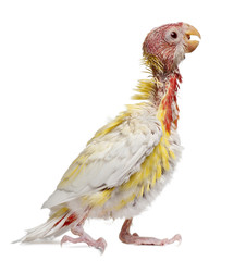 Eastern Rosella, Platycercus eximius, 5 weeks old