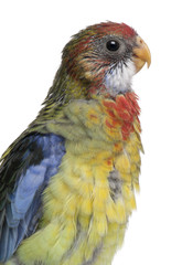 Eastern Rosella, Platycercus eximius, 5 weeks old