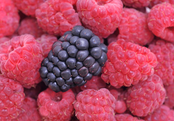 raspberries and blackberry