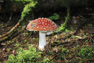 Fliegenpilz