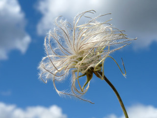 Seeds of integrifolia clematis