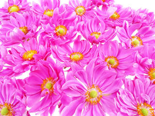 pink daisies