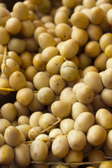 dattes fraîches en branche