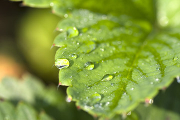 dew