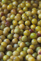 mirabelles bio de la région Lorraine