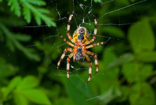 Spider on spider-web 15