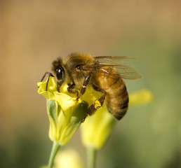 worker bee collects pollen from yellow spring broccoli flow