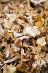 Champignons girolles ou chanterelles fraiches