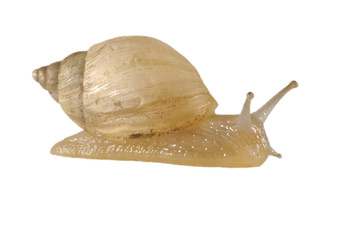 Snail isolated on white background