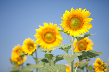amazing sunflowers and blue sky background