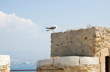 Eine Mittelmeermöwe sitzt auf einer Mauer