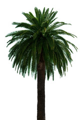 Palm tree.