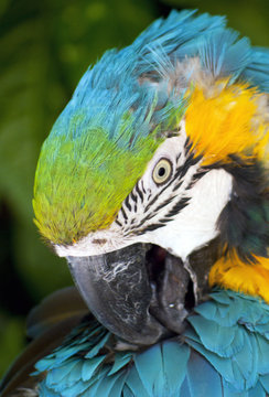 Macaw Parot