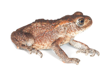Fototapeta premium Baby Common toad (Bufo bufo) isolated on white.