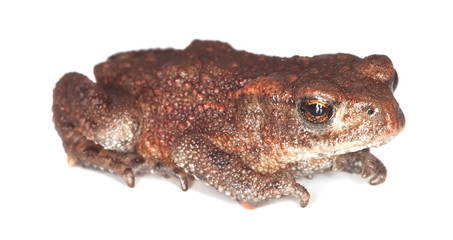 Baby Common toad (Bufo bufo) isolated on white.
