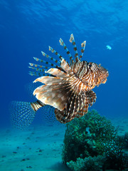 Lionfish