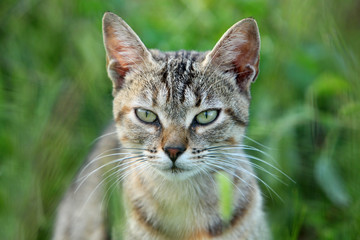 chat aux aguêts - gros plan tête