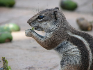 atlashörnchen beim fressen