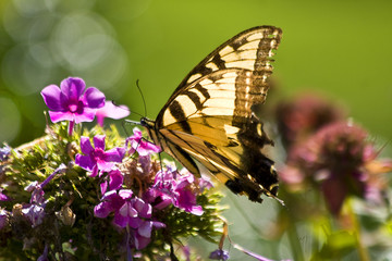 Butterly on Flowers