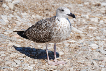 Obraz premium gabbiano 2