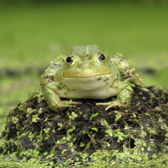 toad