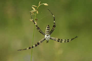 spider
