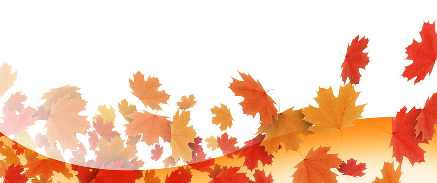 Feuilles d'automne 5