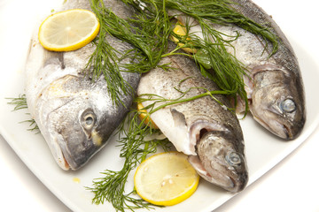 SEE UND SALZWASSERFISCHE