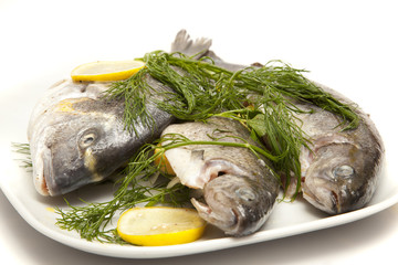 DILL UND ANDERE KRÄUTER