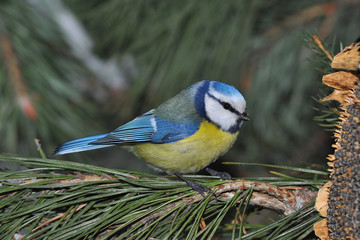 blue tit in winter time