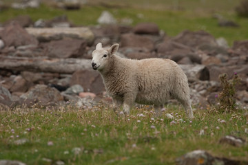 Fototapeta premium Shetland sheep