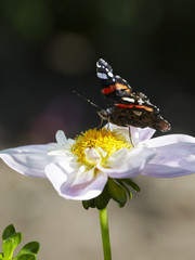 Butterfly in flower