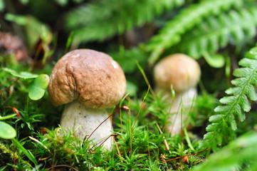 Zwei Pilze