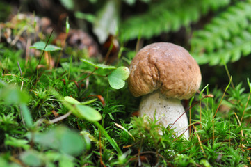 Moos, Steinpilz