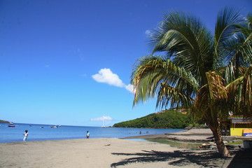 Fototapeta na wymiar Palmy na Guadeloupse plaży