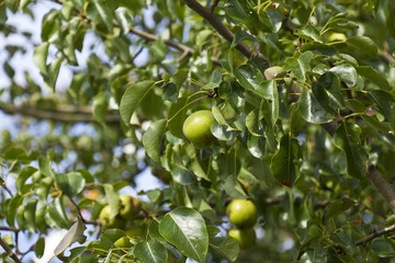 Birnen Baum