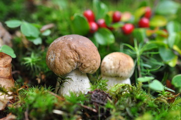 Herbst, Ernte