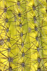 Saguaro Cactus Carnegiea gigantea spines detail