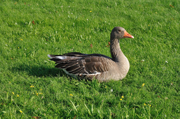 Fototapeta premium dresda, anatra al tramonto #2