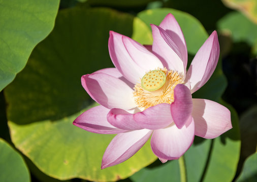 Water Lily at Monets Garden Giverny France