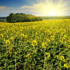 sunflower field over blue sky with sun