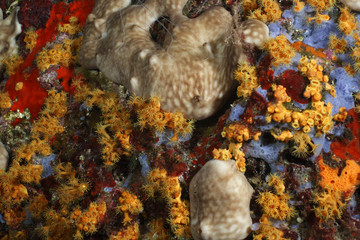 parazoanto margherite di mare