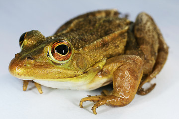 Green-brown Frog
