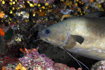 musdea del mediterraneo pesce acquario