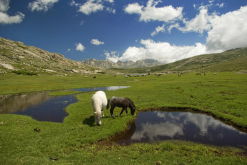 Obraz premium Corsica: cavalli al pascolo sul lago di Nino 4