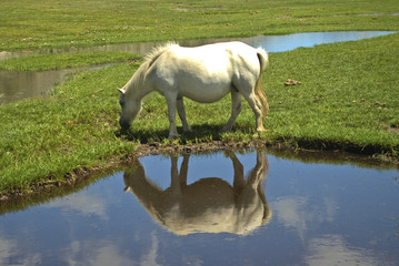 Corsica: cavalli al pascolo sul lago di Nino 5